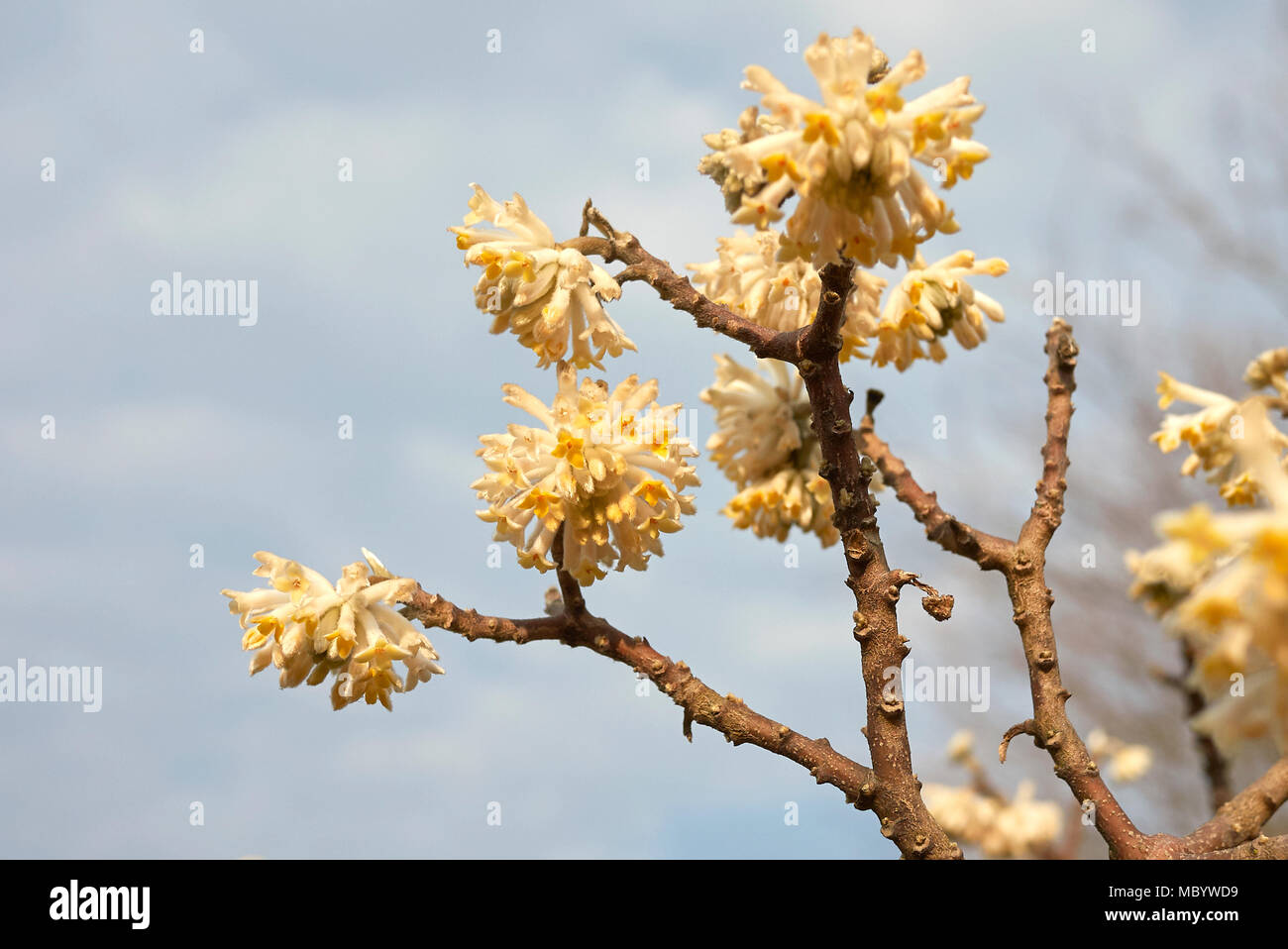 Edgeworthia chrysantha Banque D'Images