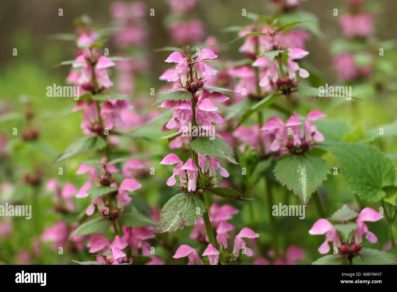 Fleurs roses de dead-nettle Lamium maculatum Banque D'Images