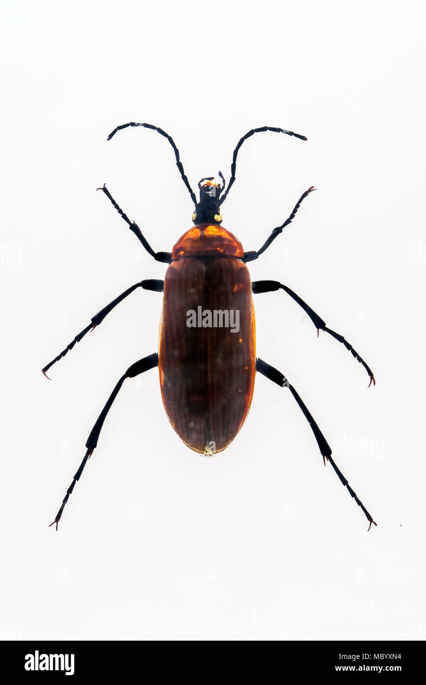 Darkling Beetle en polycarbonate Banque D'Images