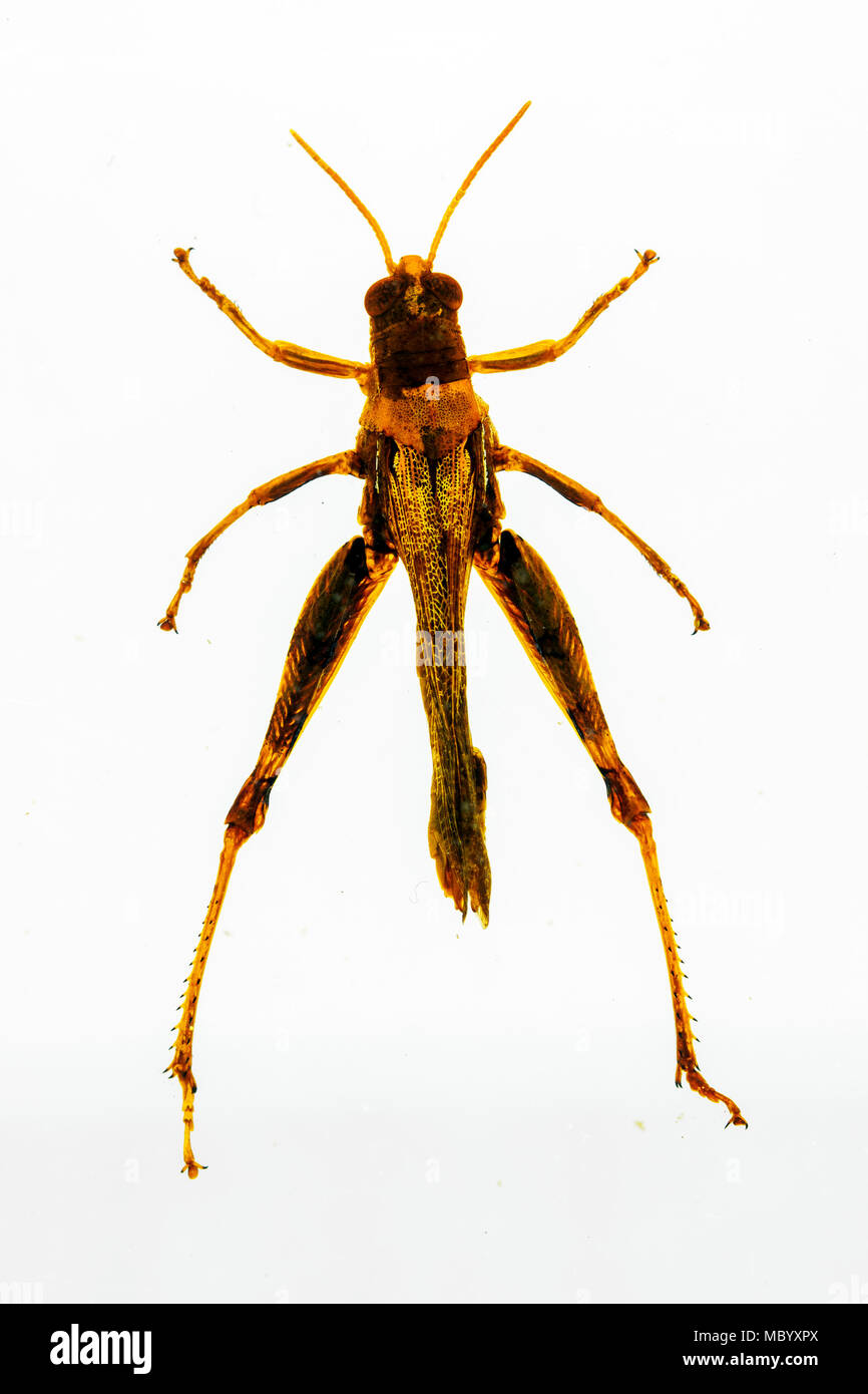 Les iguanes à grasshopper dans de la résine Banque D'Images