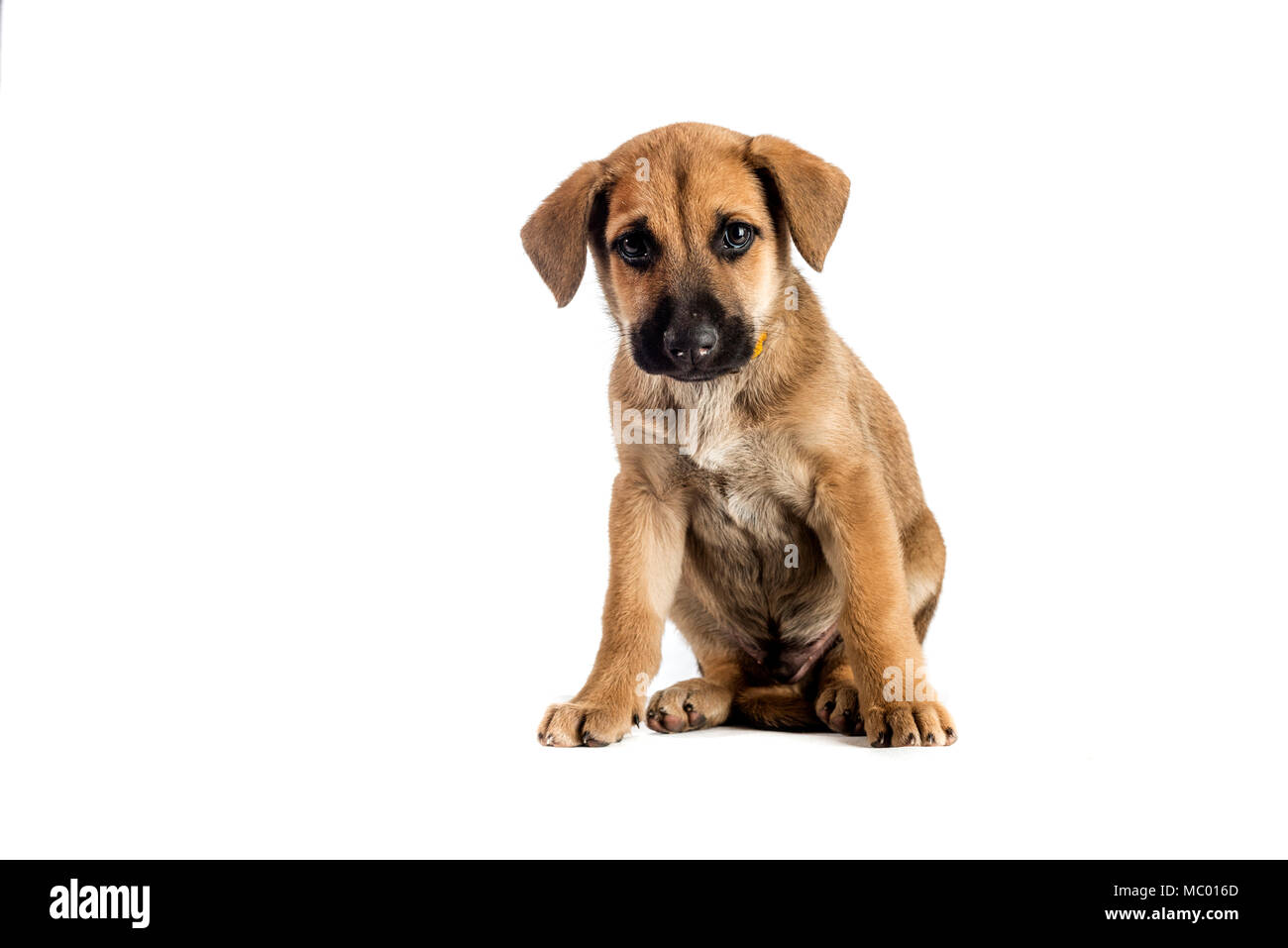 Mignon petit chiot mestizo sur fond blanc Banque D'Images