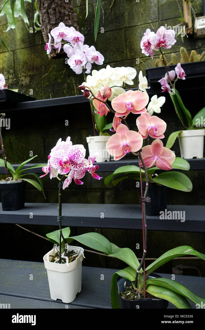 Phalaenopsis orchids varieties Banque de photographies et d'images à haute  résolution - Alamy