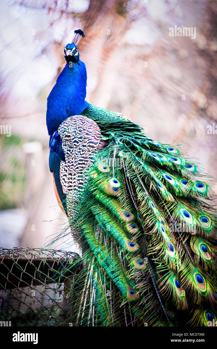 Close up portrait of a male Peacock. Banque D'Images