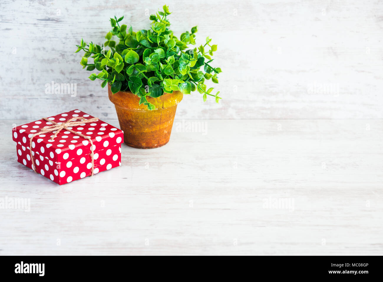 Boîte cadeau en pointillés rouges et une fleur verte dans un pot en céramique. Fond en bois blanc, copie de l'espace. Banque D'Images