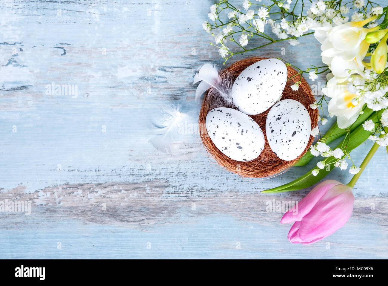 Vue de dessus d'œufs de Pâques dans un nid. Fleurs de Printemps et plumes sur fond bleu en bois rustique. Banque D'Images