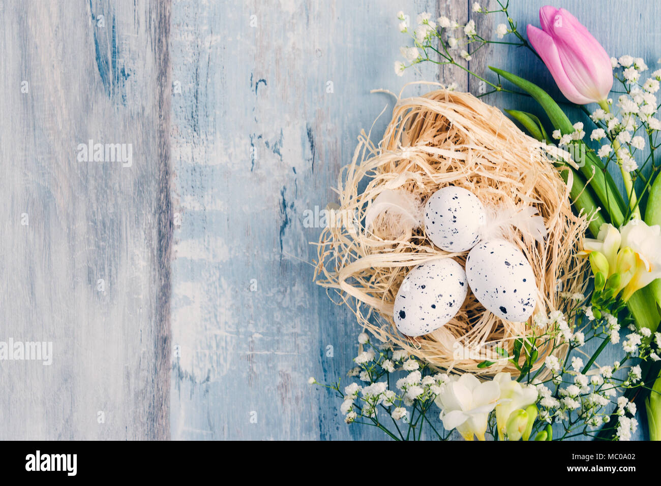 Vue de dessus d'œufs de Pâques dans un nid. Fleurs de Printemps et plumes sur fond bleu en bois rustique. Banque D'Images