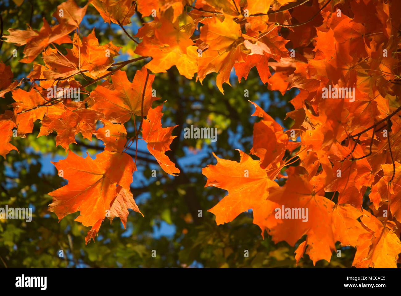 Automne érable à sucre, de Beseck Lake State Rampe de mise à l'eau, Rhode Island Banque D'Images