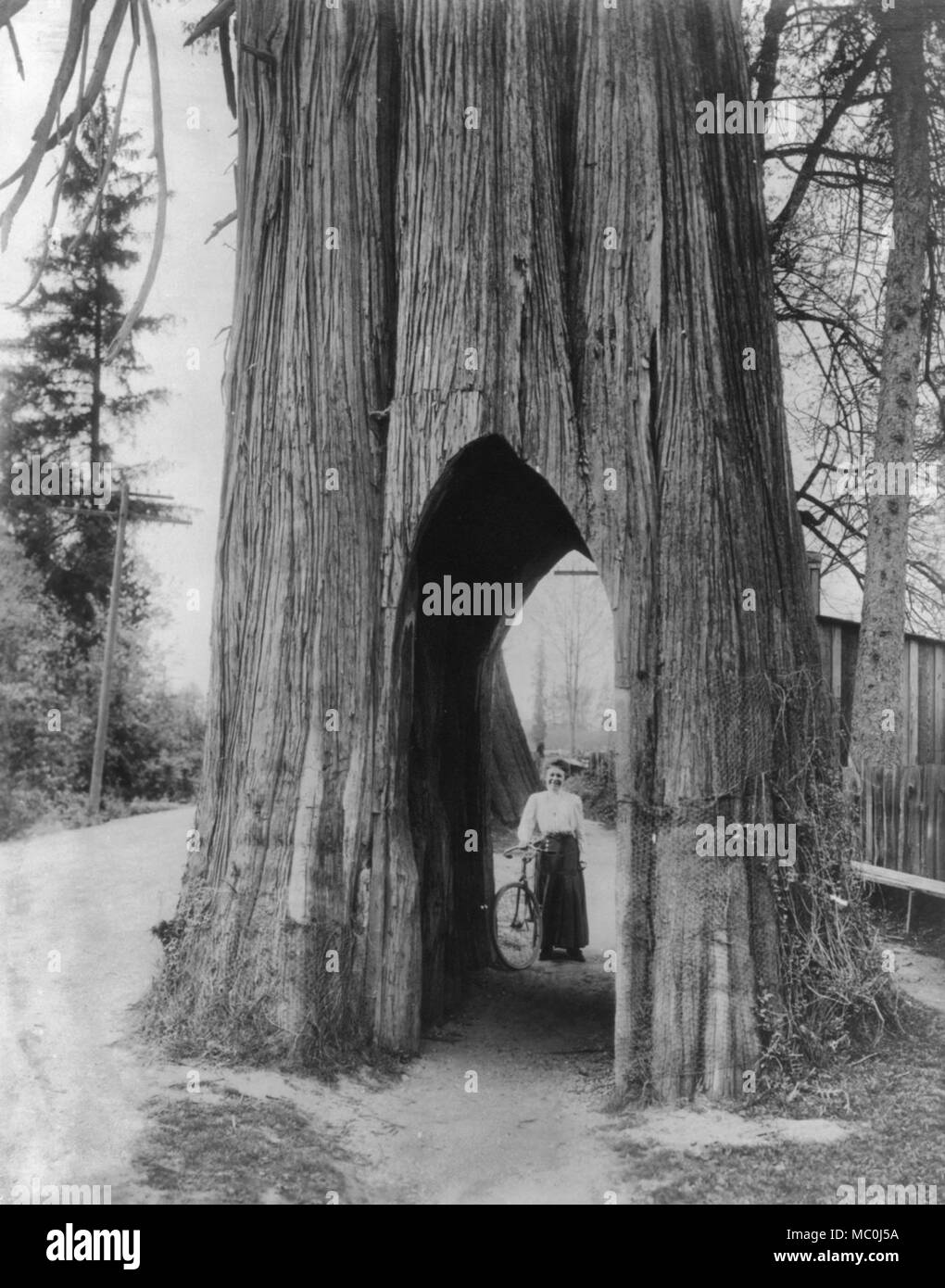 La célèbre location arbre de Snohomish, Washington - Femme avec un vélo vu par découper une partie d'un cèdre. 1911 Banque D'Images
