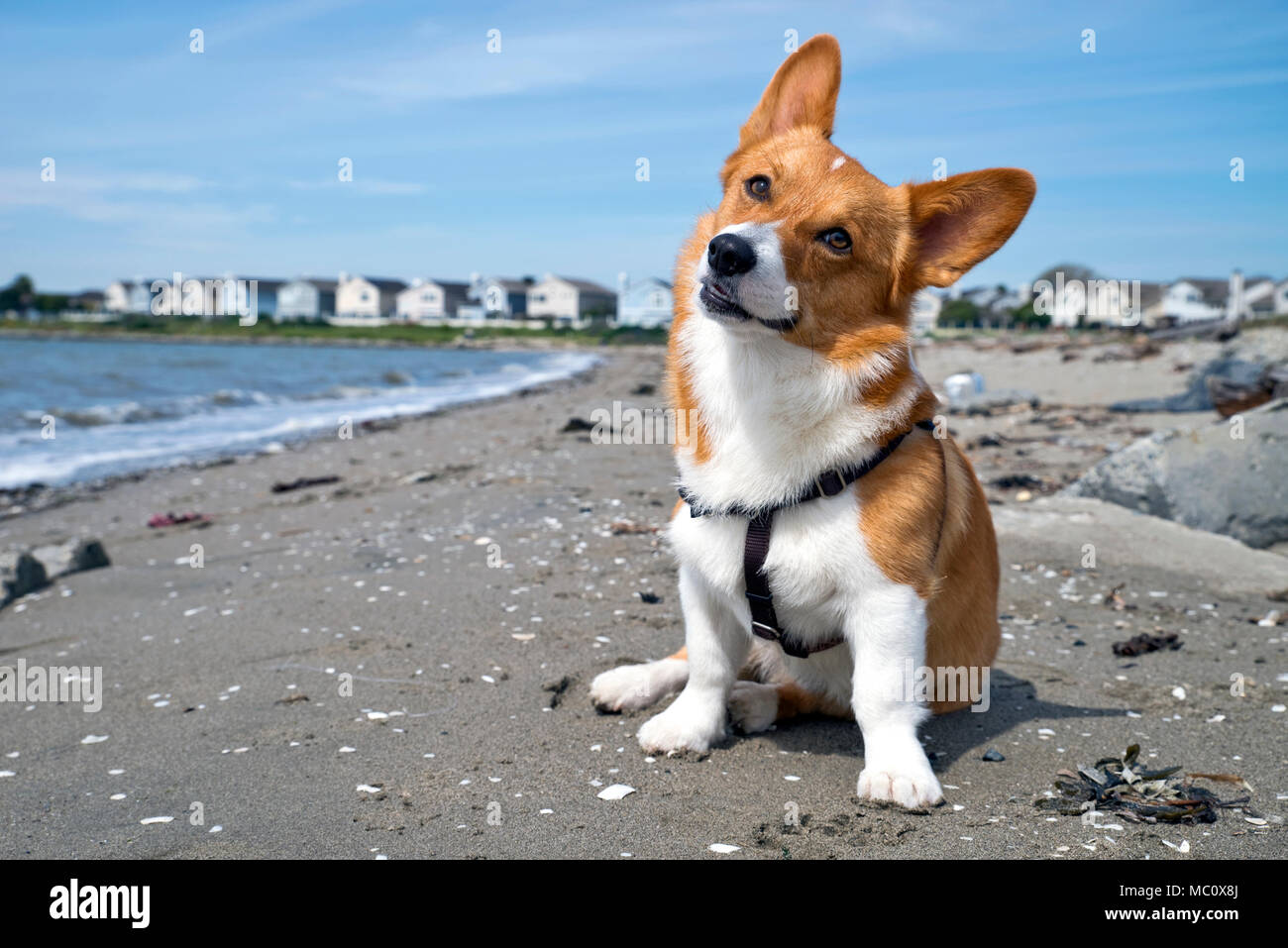 Pembroke Welsh Corgi Banque D'Images