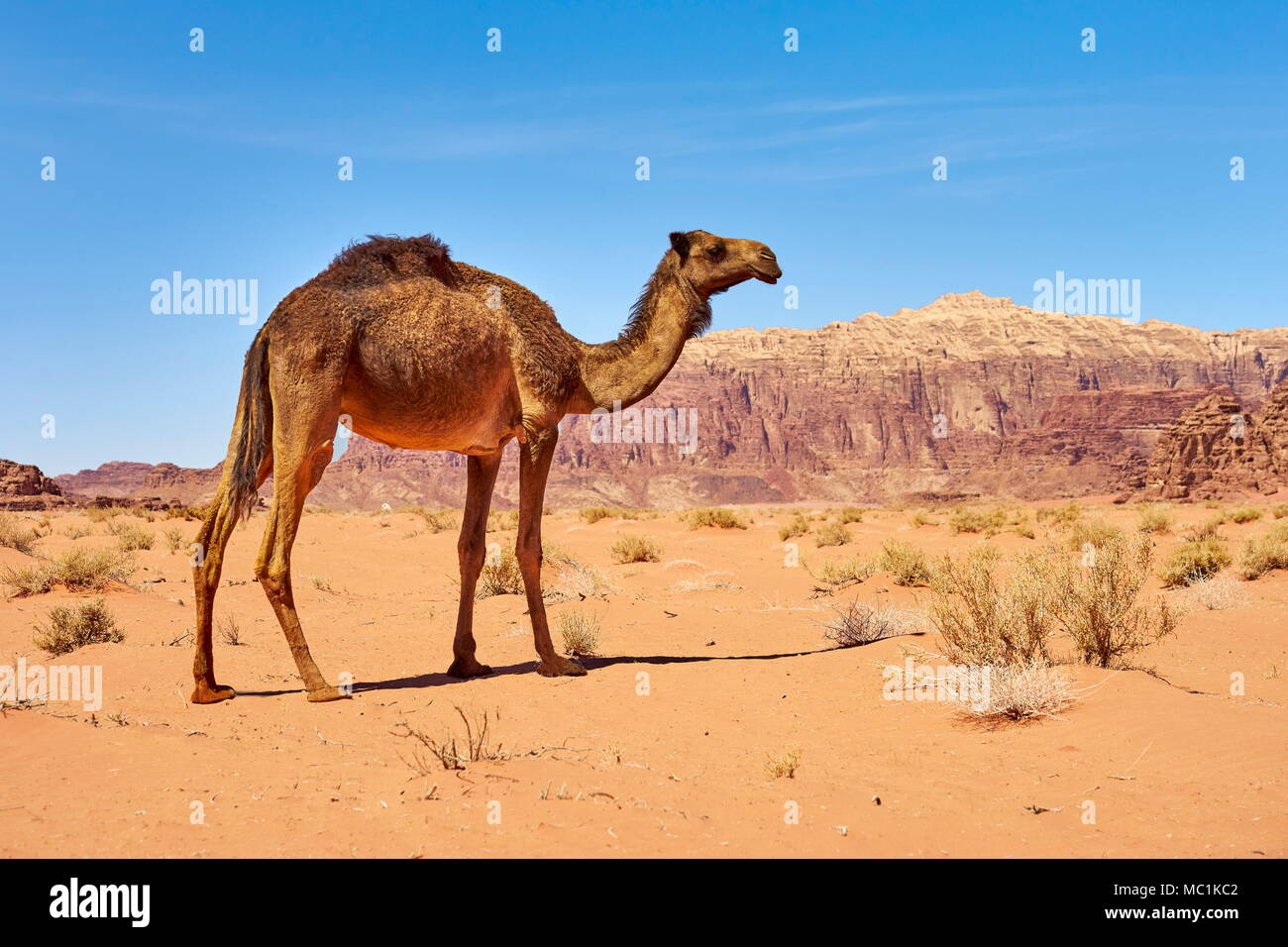 Chameau dans le désert de Wadi Rum, Jordanie Banque D'Images