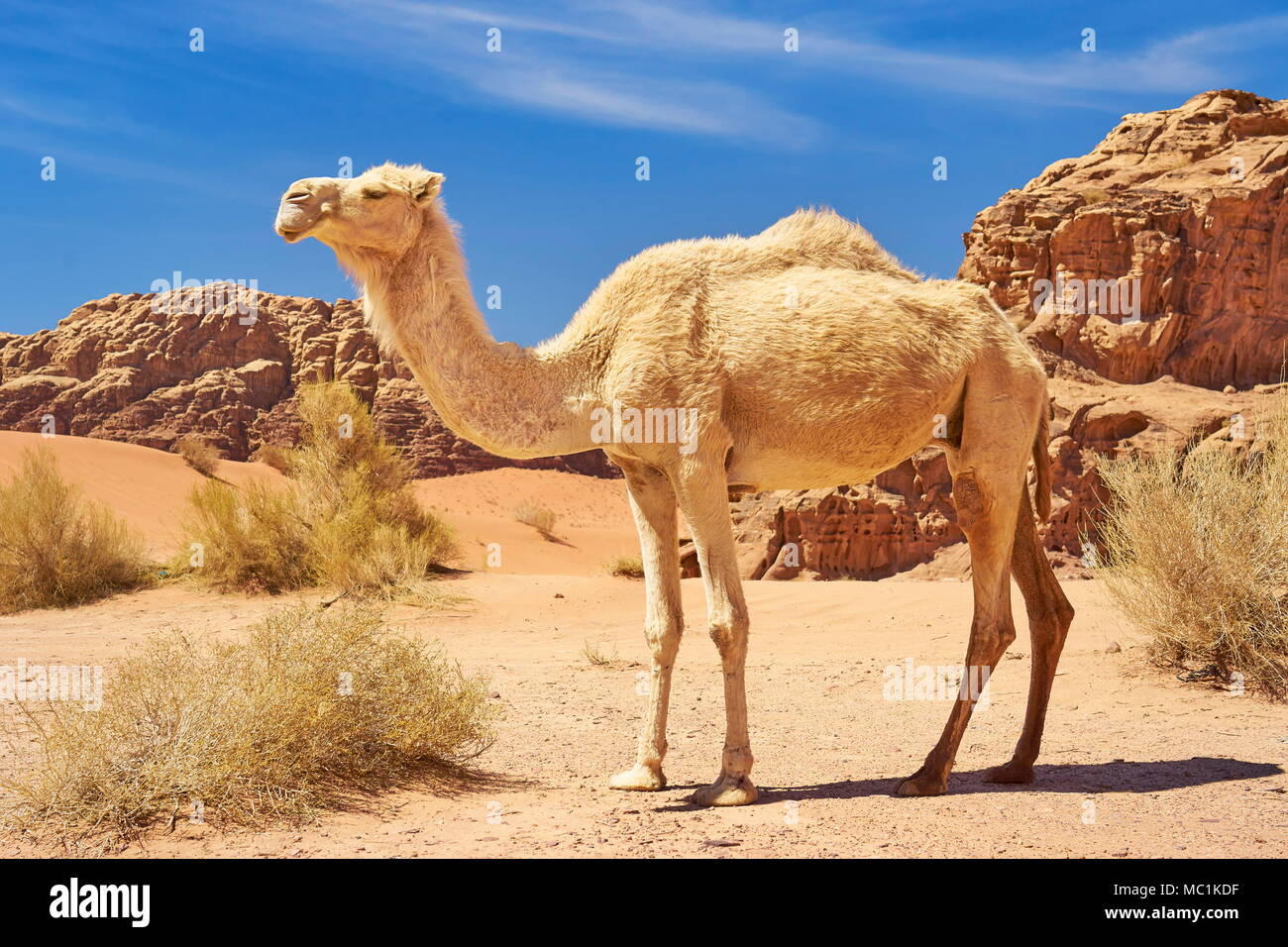 La faune chameau dans le désert de Wadi Rum, Jordanie Banque D'Images