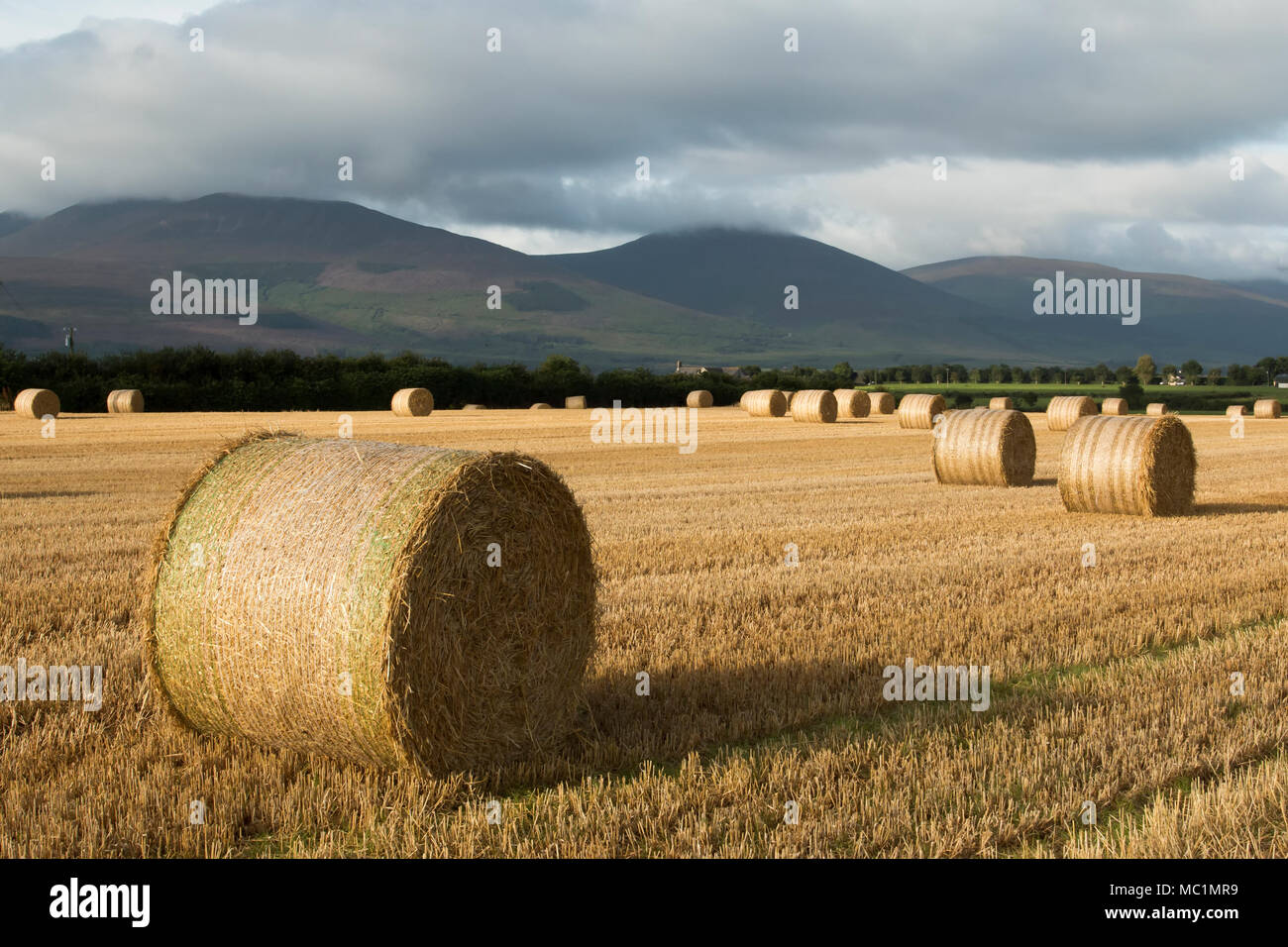 Des balles de paille rondes dans le maïs champ avec vue sur les montagnes Knockmealdown. Ardfinnan, Tipperary, Irlande Banque D'Images