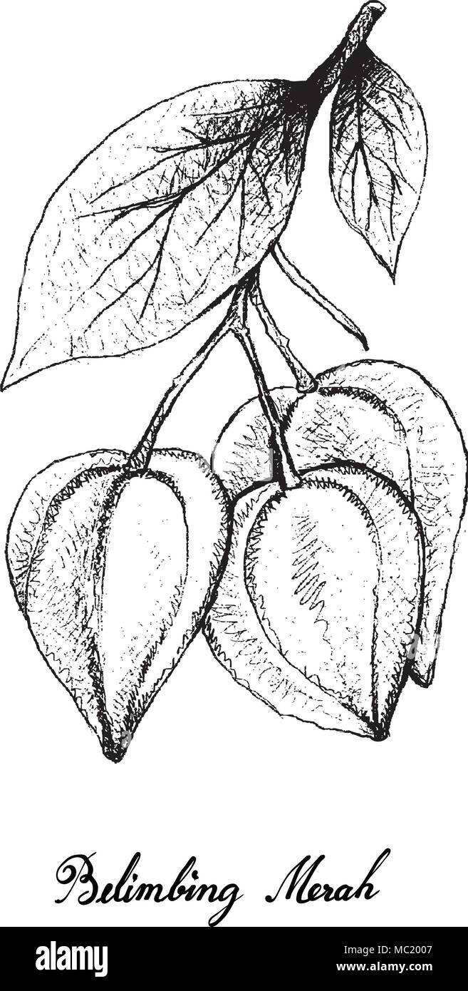 Des fruits, de croquis dessinés à la main, l'illustration de Belimbing Merah, Belimbing Hutan ou Baccaurea Angulata fruits sur la branche isolated on White Backgroun Illustration de Vecteur