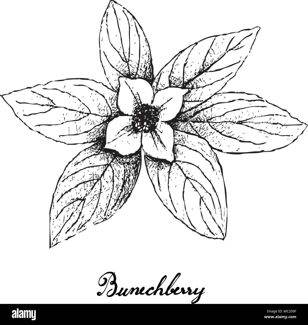 Petits fruits, Illustration Croquis de la main, le cornouiller du Canada Cornus Suecica Dwarf Cornel ou fruits isolé sur fond blanc. Illustration de Vecteur