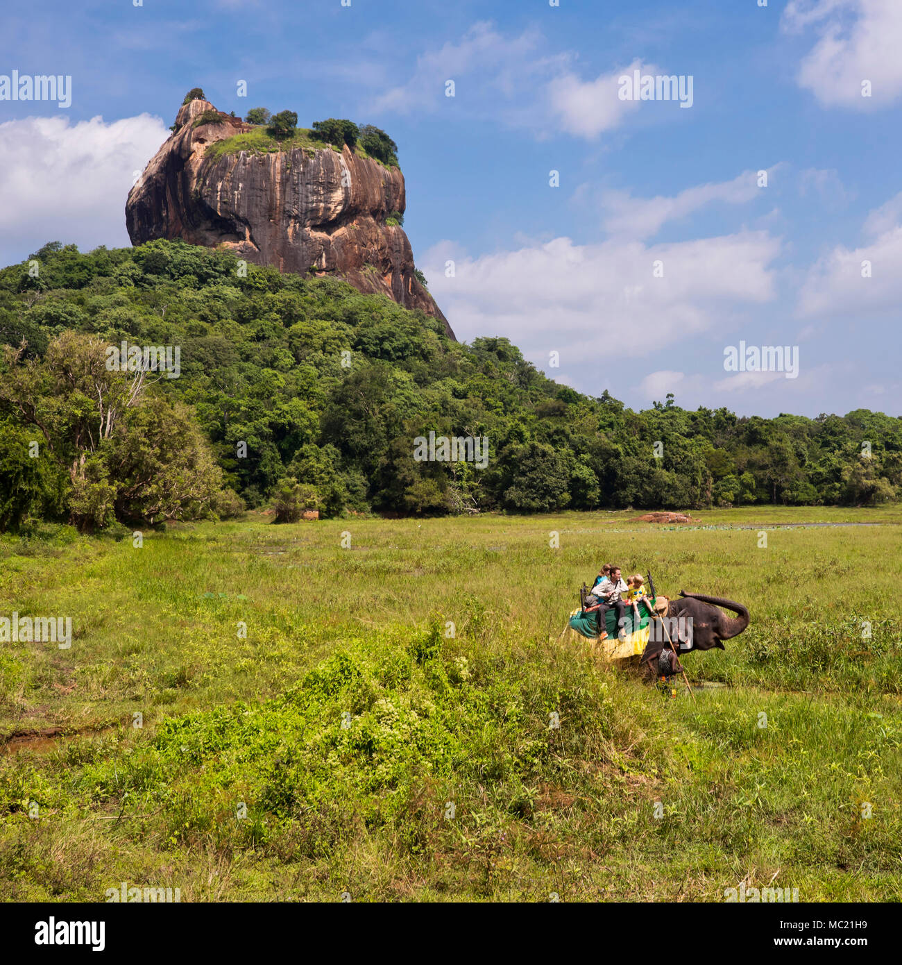 Vue sur place d'un éléphant randonnées en face de Sigiriya ou Lion's Rock au Sri Lanka. Banque D'Images