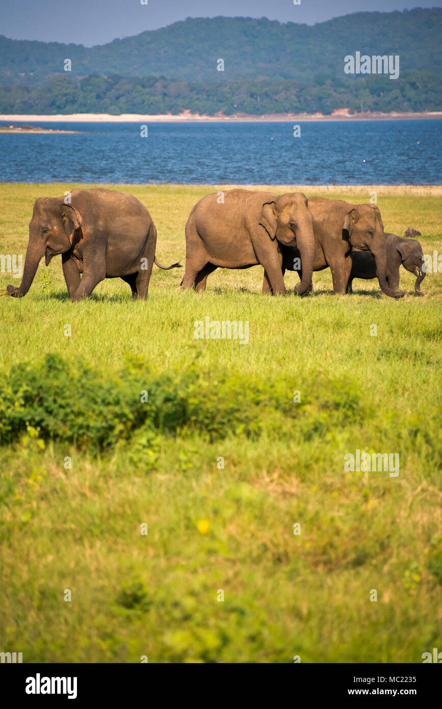 Vue verticale d'éléphants sauvages dans le Parc National Minneriya au Sri Lanka. Banque D'Images