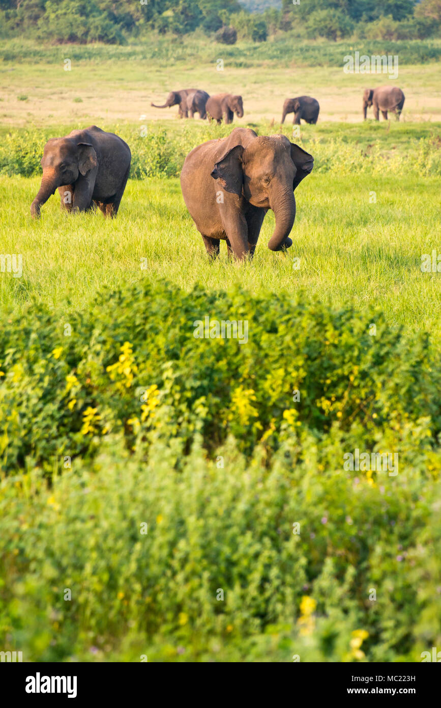 Vue verticale d'éléphants sauvages dans le Parc National Minneriya au Sri Lanka. Banque D'Images