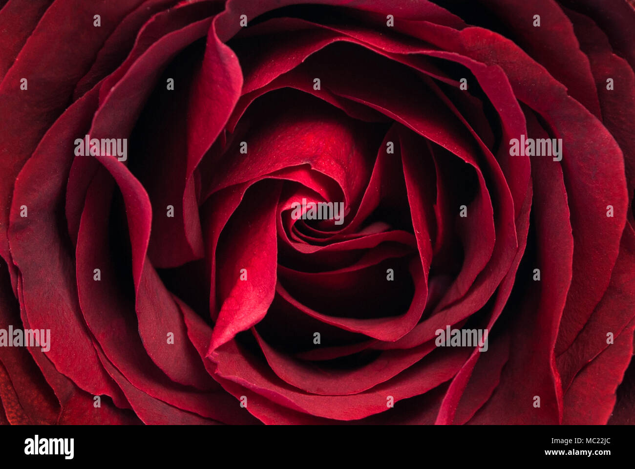 Fleur Rose texture et motif naturel, Close up, abstract background Banque D'Images
