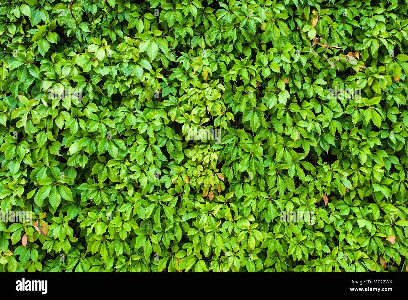 Feuilles naturelles la texture de fond de couverture verte. Banque D'Images