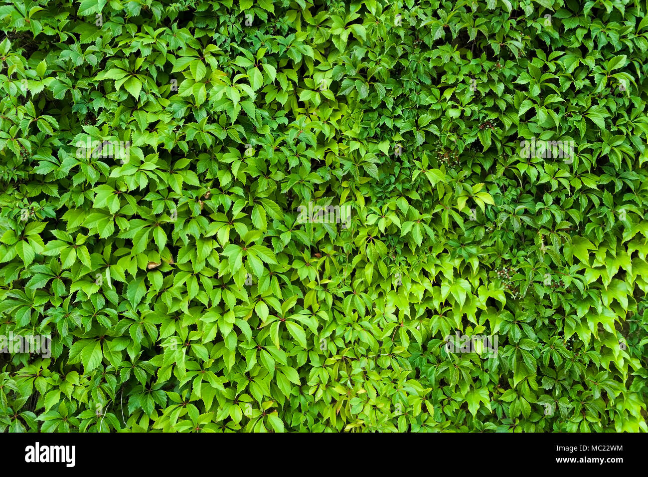 Feuilles naturelles la texture de fond de couverture verte. Banque D'Images
