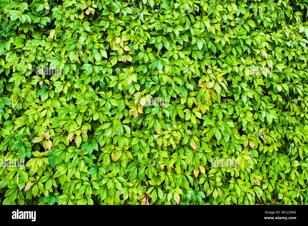Feuilles naturelles la texture de fond de couverture verte. Banque D'Images