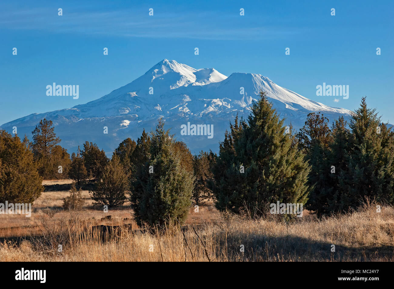 Le mont Shasta avec une forêt de genévrier au premier plan, près de Montague, Californie Banque D'Images