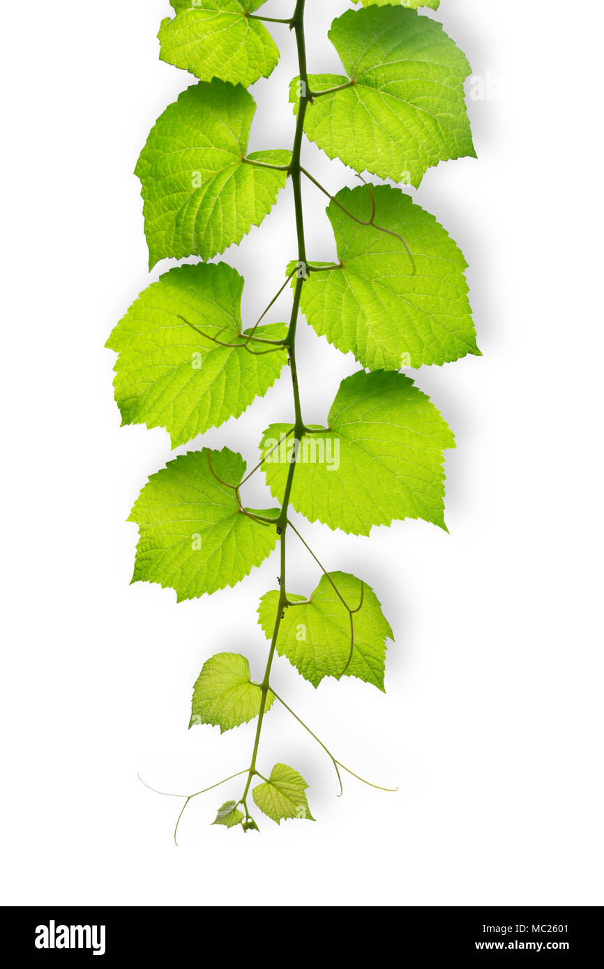 Vine ivy green plant isolated on white with clipping path Banque D'Images
