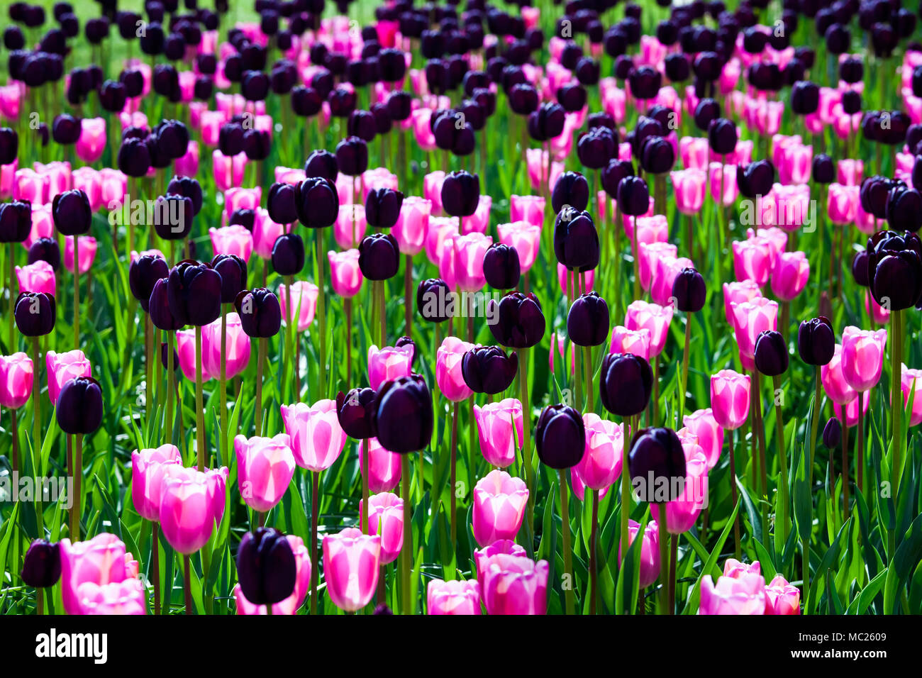 Domaine de tulipes colorées Banque D'Images