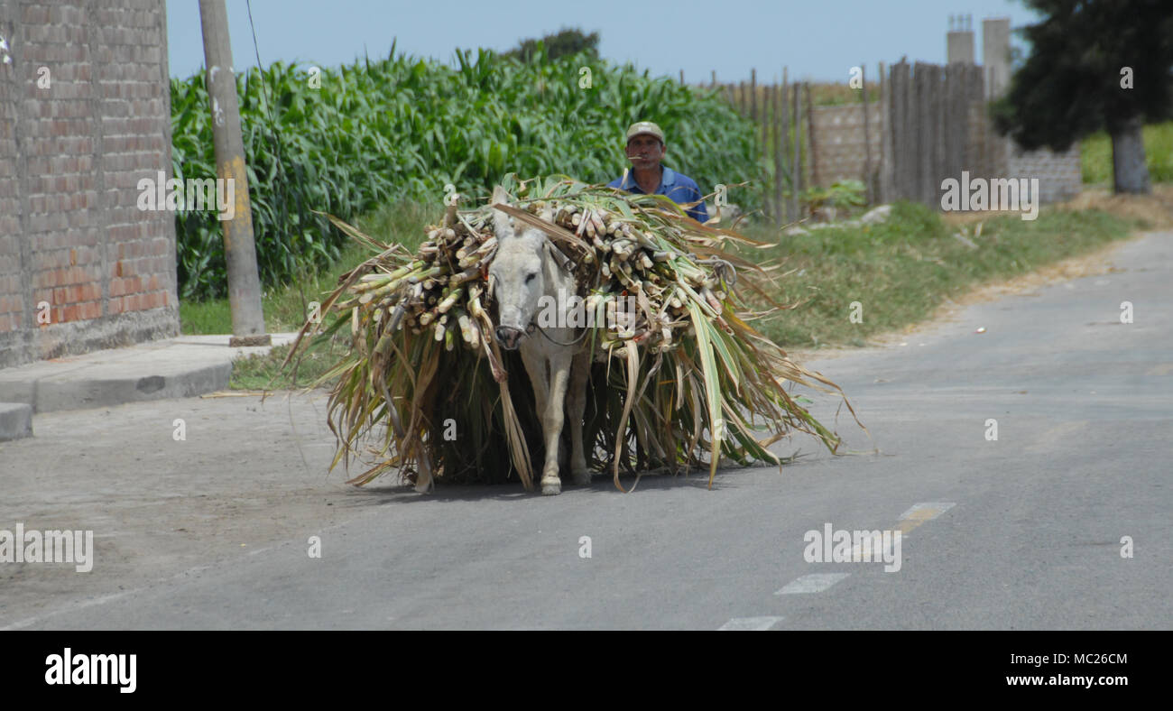 Un paysan sur le chemin du retour au village avec sa récolte de maïs méthode traditionnelle des transports Banque D'Images Un paysan sur le chemin du retour au village avec sa récolte de maïs méthode traditionnelle des transports Banque D'Images