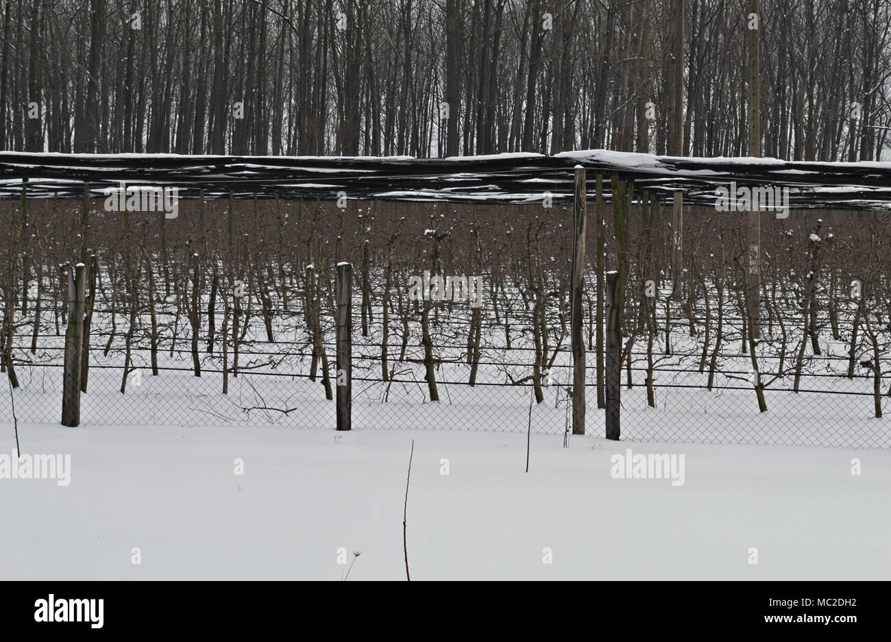 Verger couverte de neige en hiver Banque D'Images