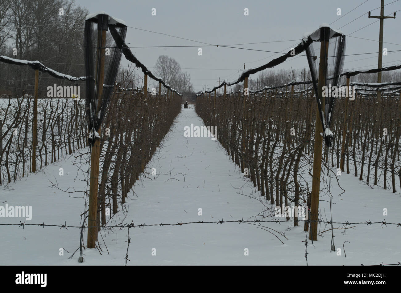 Verger couverte de neige en hiver Banque D'Images