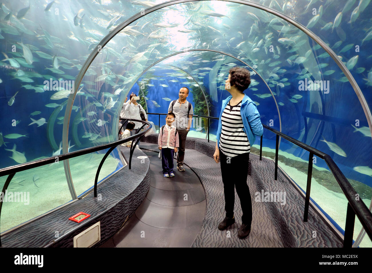 Family enjoying Shanghai Ocean Aquarium - déménagement dans un tunnel sur une courroie de convoyeur (à gauche), Shanghai, Chine Banque D'Images