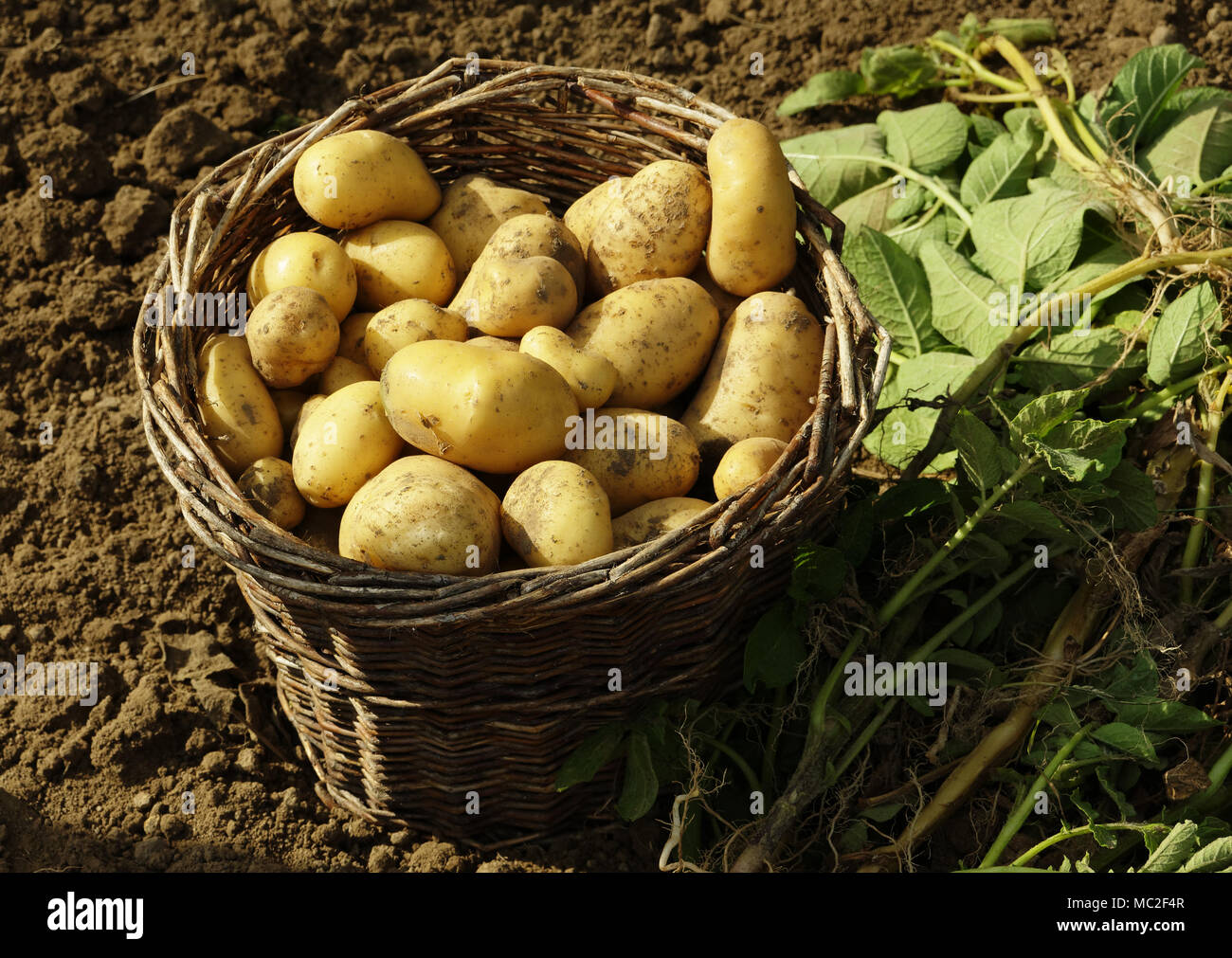 La récolte de pommes de terre du potager (jardin de Suzanne, Mayenne, Pays de la Loire, France). Banque D'Images