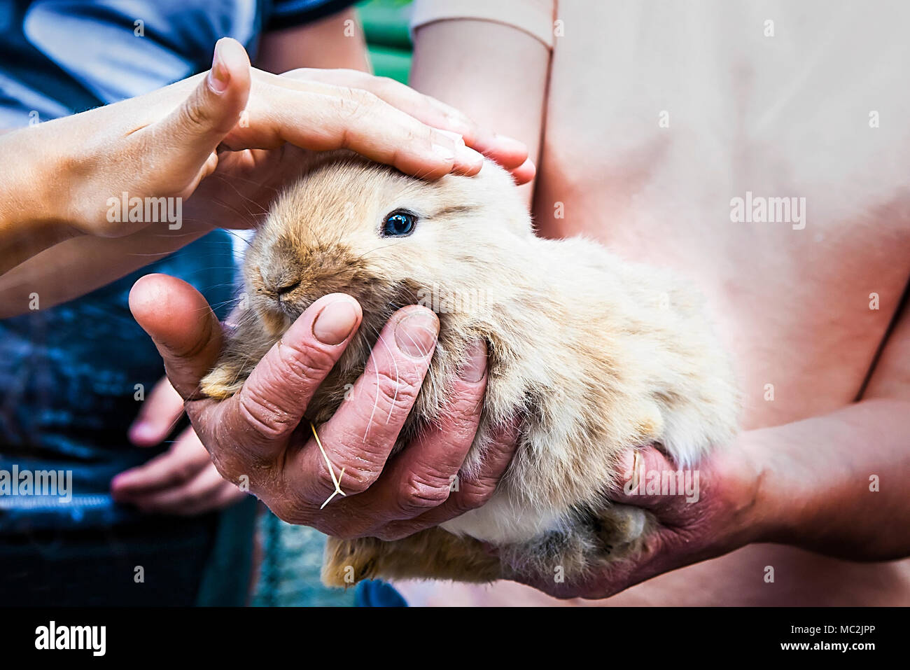 Femme-farmer tenir petit lapin alors que les enfants animaux de trait. Banque D'Images