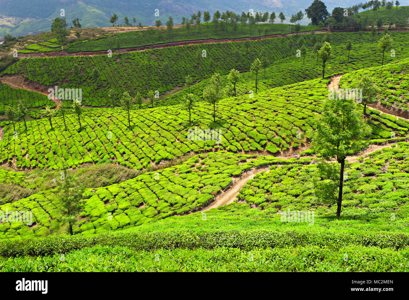 La plantation de thé de Munnar, Inde Banque D'Images