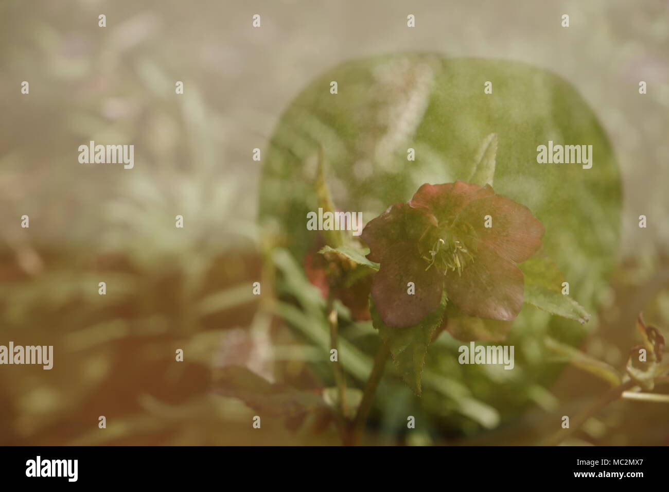 Helleborus flower in a green apple en double exposition Banque D'Images