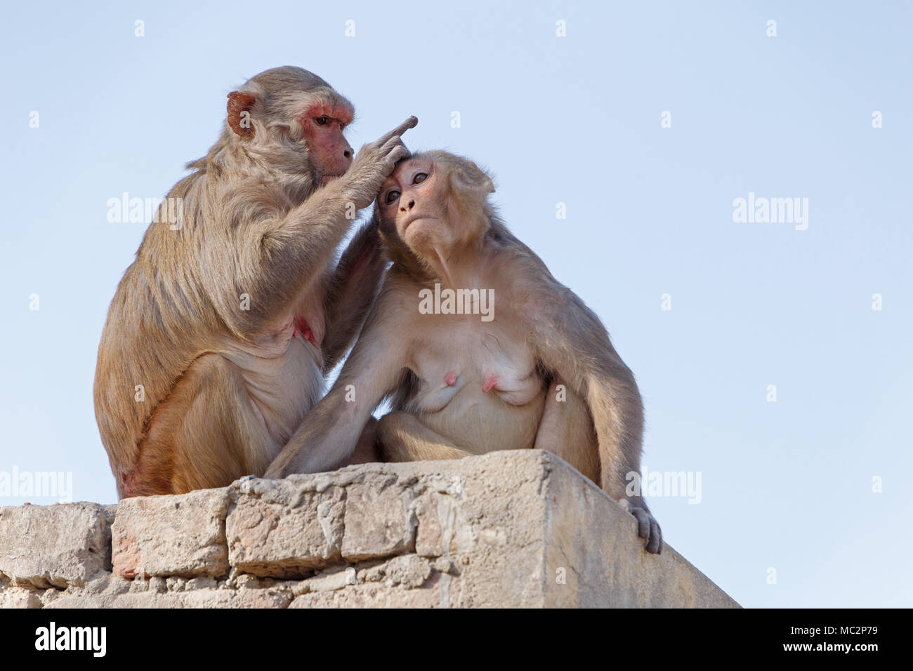 Deux singes sur le toit du bâtiment, de l'Inde Banque D'Images