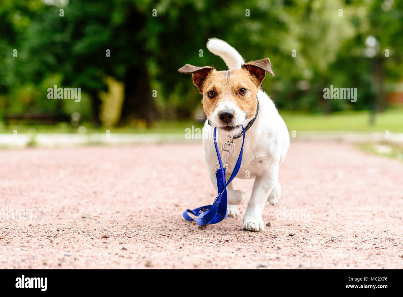 Promenade de chiens au parc de tenir ses propres laisse en bouche Banque D'Images