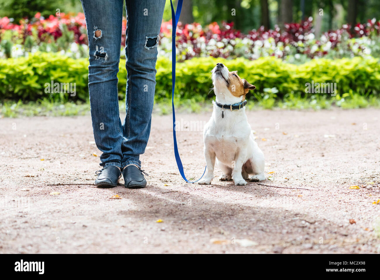 Bon Citoyen : la formation de chien formation de chien obéissant à marcher en laisse avec le propriétaire Banque D'Images