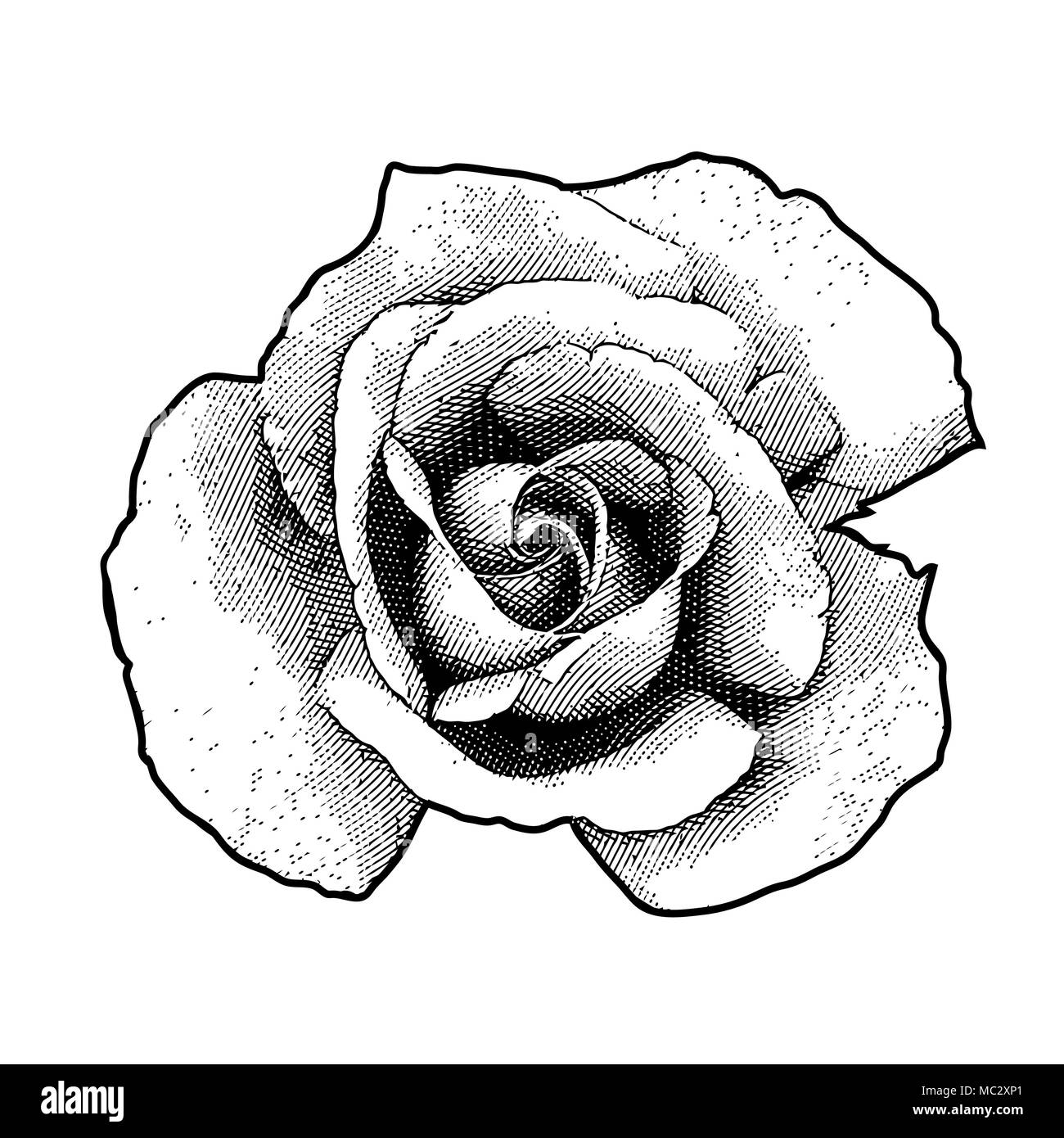 Fleur rose unique dans un vintage retro style gravure gravure sur bois gravé Illustration de Vecteur