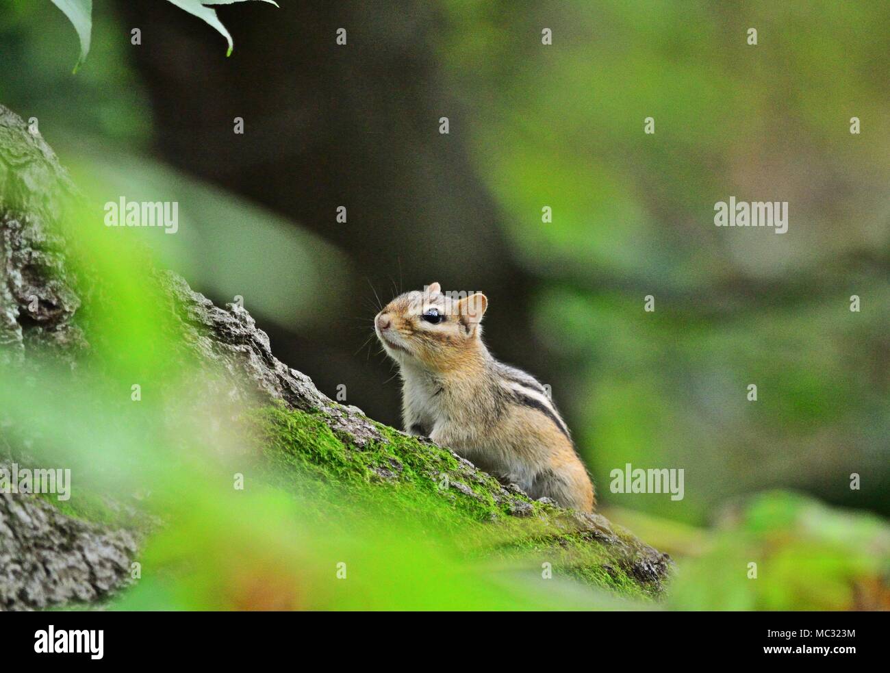 Le tamia rayé - Tamias striatus Banque D'Images