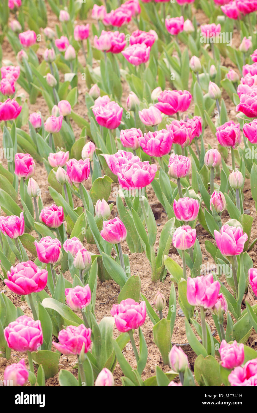 Un champ de tulipes roses florissantes, Banque D'Images