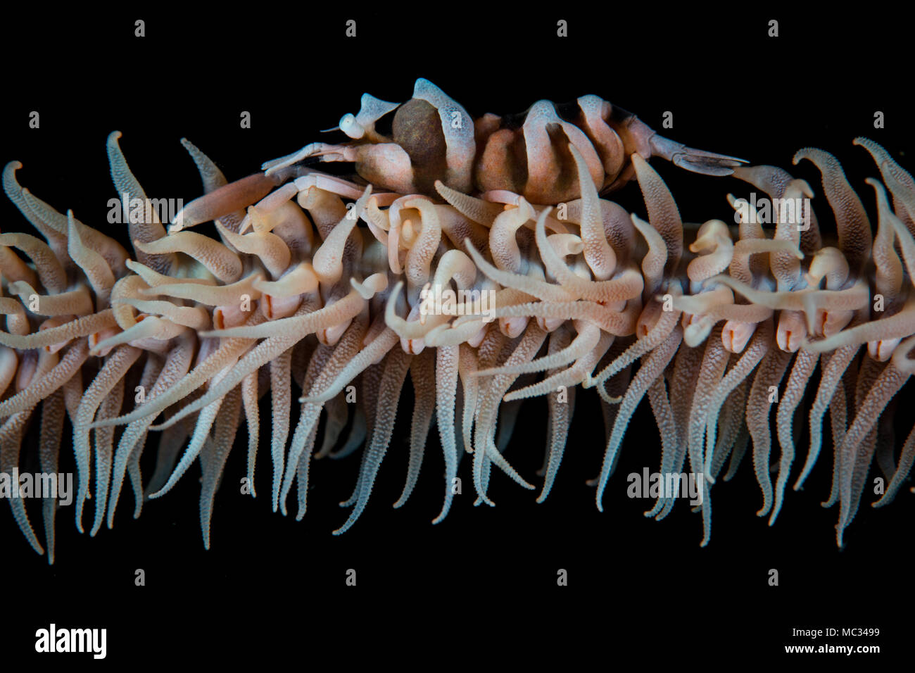 Une toute petite crevette de la mer se confond avec le whip de son hôte corail fil croissant dans le Détroit de Lembeh (Indonésie). Cette région est connue pour ses créatures bizarres. Banque D'Images