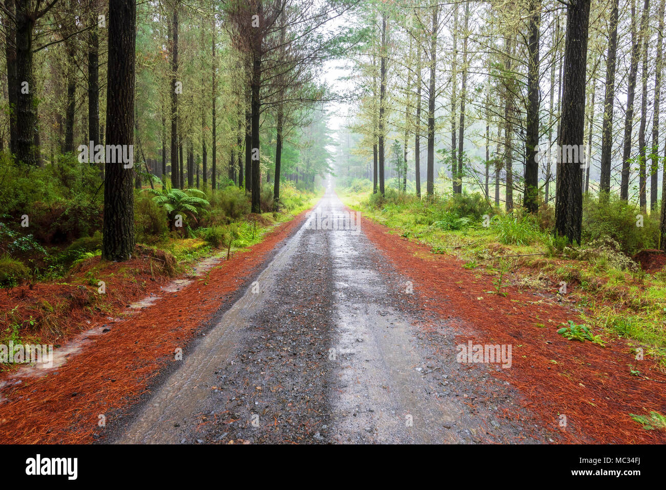 Une route droite disparaissant dans la distance dans une forêt de pins Banque D'Images