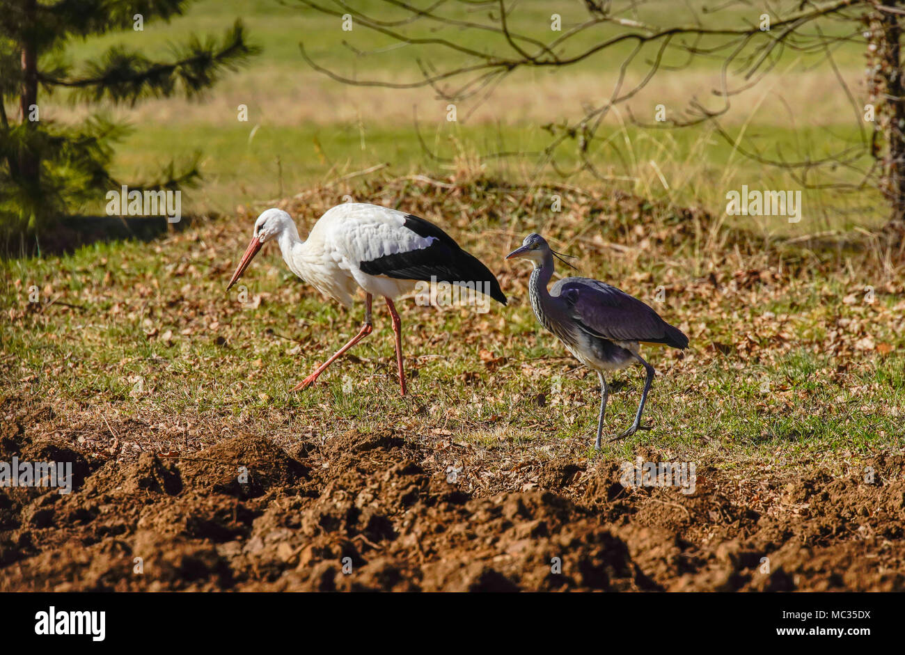 Cigogne Blanche (Ciconia ciconia) sur un pré. La Suisse, Banque D'Images