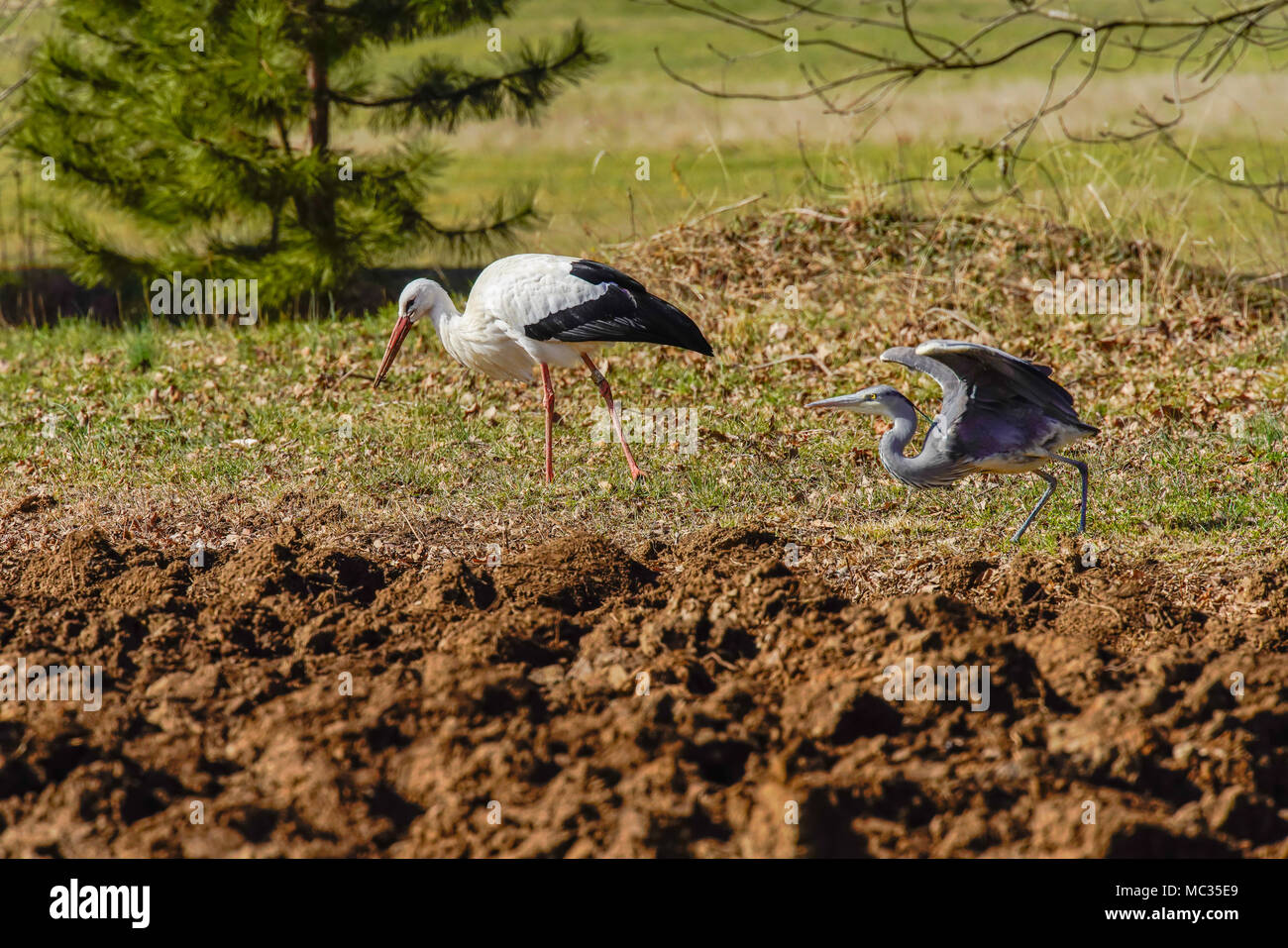 Cigogne Blanche (Ciconia ciconia) sur un pré. La Suisse, Banque D'Images