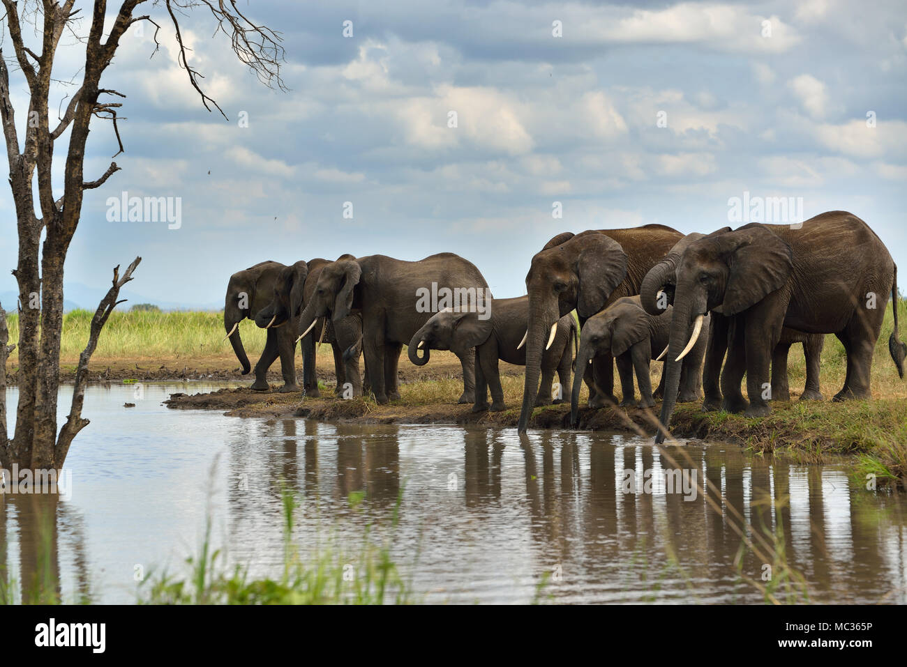 Les éléphants par waterpool Banque D'Images