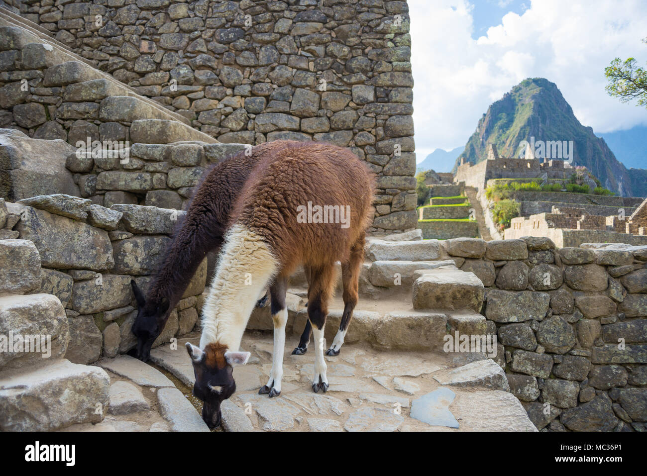 Les lamas à Machu Picchu, Pérou, voyage de destination. Banque D'Images