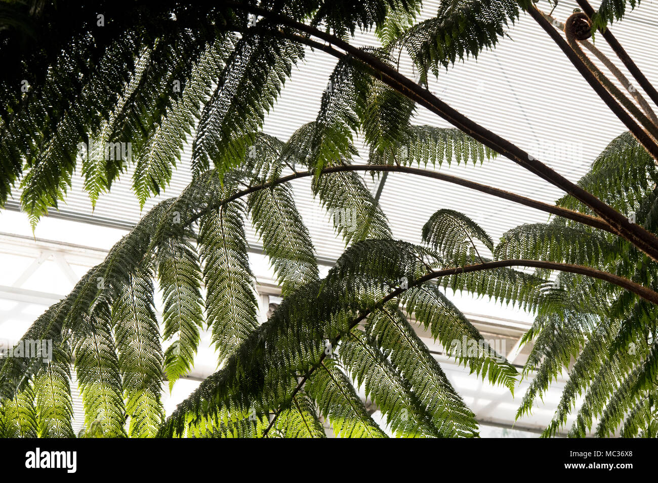 Cyathea milnei. Milnes fougère arborescente en RHS Wisley Gardens glasshouse, Surrey, UK Banque D'Images