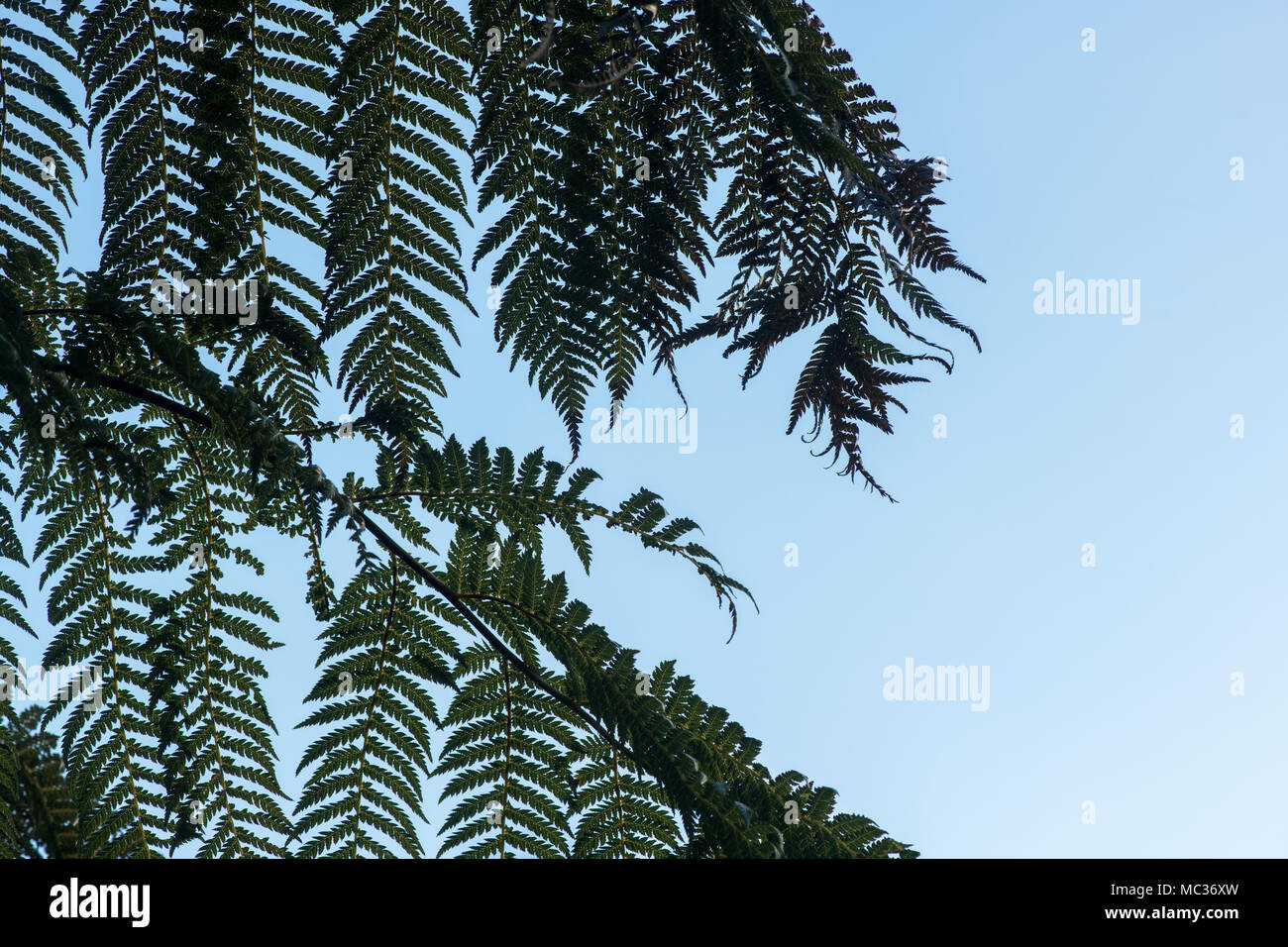 Dicksonia antarctica. Modèle fronde de fougère d'arbre Banque D'Images